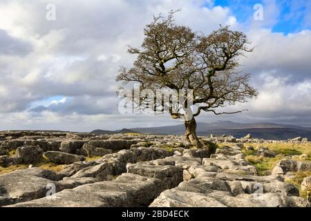 Ein einsamer Weißdornbaum bei den Winskill Stones im Yorkshire Dales National Park. Stockfoto