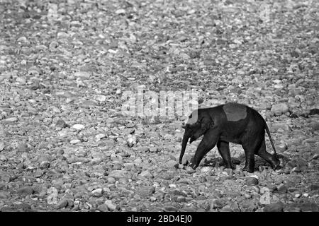 Das Bild der Kalbe des asiatischen Elefanten (Elephas maximus) in der Landschaft des Flusses Ramganga im Nationalpark Corbett, Indien, Asien Stockfoto