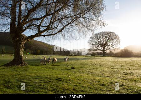 Cwmrheidol, Ceredigion, Wales, Großbritannien. April 2020 Großbritannien Wetter: Ein ruhiger und sonniger Morgen mit Bodenfrost im Cwmrheidol (Rheidol-Tal) in Mittelwales. © Ian Jones/Alamy Live News Stockfoto