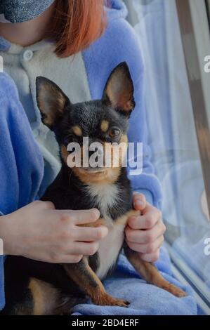 Mädchen mit chihuahua aus dem Fenster, weil sie nicht nach draußen gehen kann. Lifestyle-Konzept.Mädchen und Hund Coronavirus zu Hause bleiben. Stockfoto