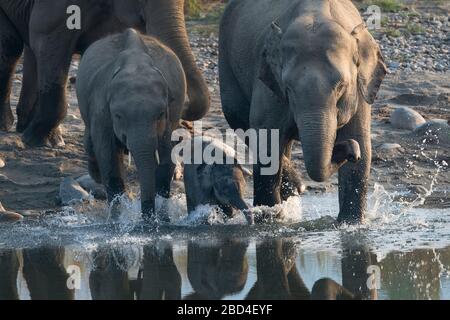 Das Bild der asiatischen Elefanten (Elephas maximus) Mutter und Kalb im Corbett Nationalpark, Indien, Asien Stockfoto