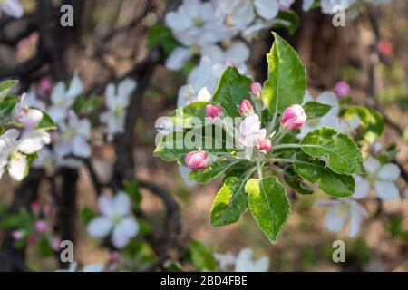 Apfel Frühlingsblüte Nahaufnahme Stockfoto