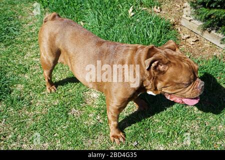 Red English Bulldog steht auf grünem Grüngrasgarten Stockfoto
