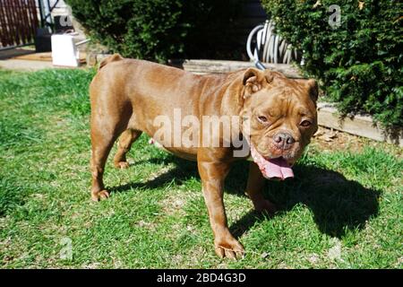 Red English Bulldog steht auf grünem Grüngrasgarten Stockfoto