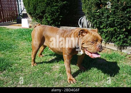 Red English Bulldog steht auf grünem Grüngrasgarten Stockfoto