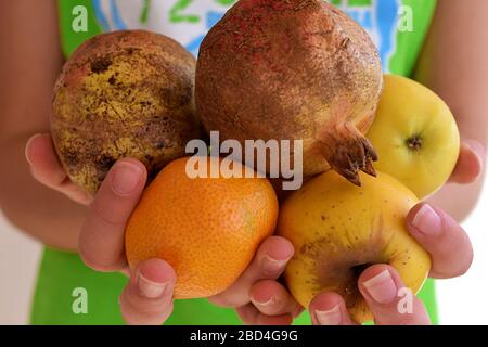 Frau, die frische organische Herbstfrüchte in ihren Händen hält/ gesunde Ernährung/ gesunder Lebensstil Stockfoto