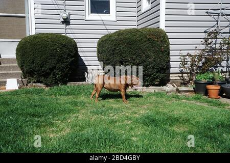 Red English Bulldog steht auf grünem Grüngrasgarten Stockfoto