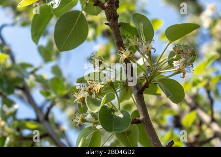 Gerade geformte kleine Birnen auf Zweig Nahaufnahme Stockfoto