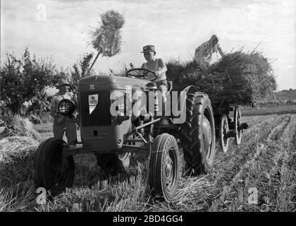 Bauern, die auf einem Feld arbeiten und einen gleichen da 30-Traktor verwenden - Cassani da30 ca. 1950er - 1970er Jahre / Società Accomandita Motori Endotermici Stockfoto