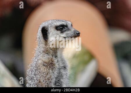 Einzel-Meerkat-Kopfschuss Stockfoto