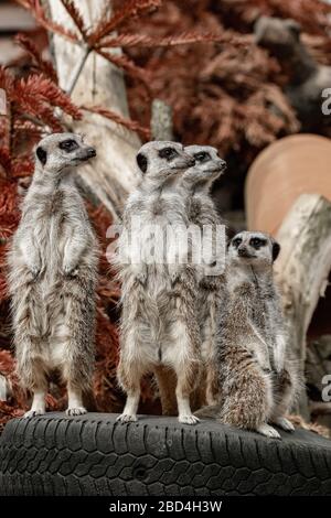 Gruppe von Meerkat auf den Blick Stockfoto