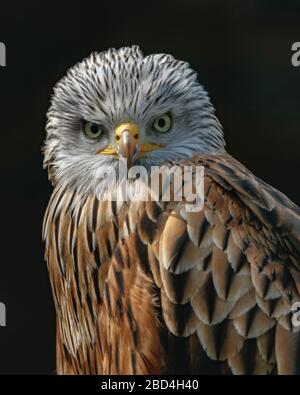 Milvus milvus roter Kitekopf in Nahaufnahme geschossen Stockfoto