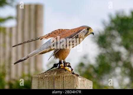 Gemeinsamer Kestrel auf einem Perch Stockfoto