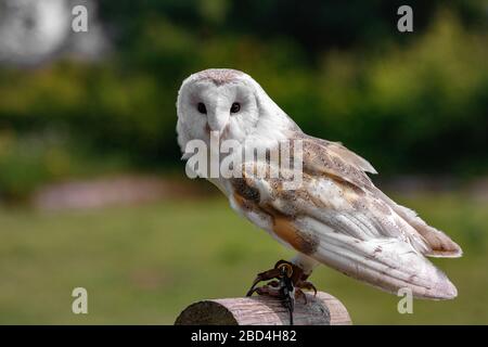 Gewöhnliche Scheuneneule Tytonidas Stockfoto