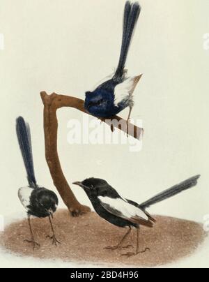 Historical Bird Illustration - EINIGE AUSTRALISCHE WREN-WARBLERS Blue-and-Wliite Wren-Warbler Filiums cyanotiis) Schwarz-Weiß Wren-Warbler Allied Black-White Wren-Warbler fMaliirns leiicoptcrus (Maliinis cdouardi) Ca. 1901 Stockfoto