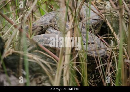Netzpython ist eine Art von Python in Südostasien gefunden. Sie sind die längsten Schlangen und die längsten Reptilien der Welt, Stockfoto