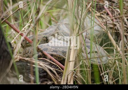 Netzpython ist eine Art von Python in Südostasien gefunden. Sie sind die längsten Schlangen und die längsten Reptilien der Welt, Stockfoto