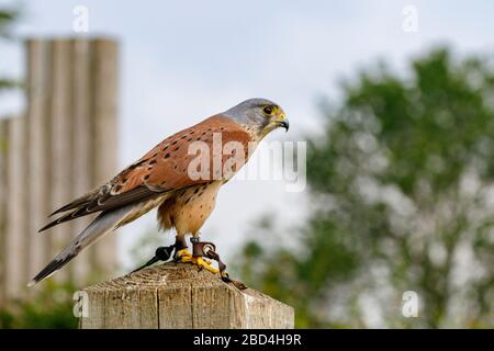 Gemeinsamer Kestrel auf einem Perch Stockfoto