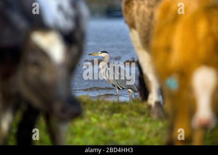Heron Ardea cinerea auf dem Weidemarsh mit Rindern Stockfoto