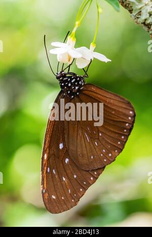 Gestreifte blaue Krähe - Euploea mulciber, schöner großer Schmetterling aus ostasiatischen Wiesen und Waldgebieten, Malaysia. Stockfoto