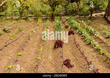 Schöner Ökologischer Obstgarten Im Tal In La Hermigua Auf La Gomera. April 2019. La Gomera, Santa Cruz de Tenera Spanien Afrika. Reisen Tourismus Phot Stockfoto