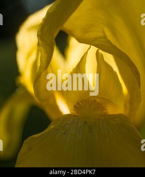 Gelbe Iris Blume in voller Blüte im Blumengarten im Frühling Sommer Nahaufnahme Makro Stockfoto