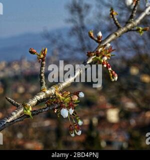 Weiße Kirschblüten an einem Baumzweig in der Toskana landen an einem sonnigen Frühlingstag. Die Stadt Arezzo und die umliegenden Berge im Hintergrund Stockfoto