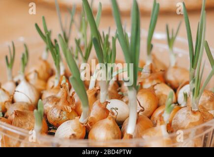 Zwiebeln, die zu Hause in einem Plastikbehälter angebaut werden. Natürliche Gartenarbeit. Stockfoto