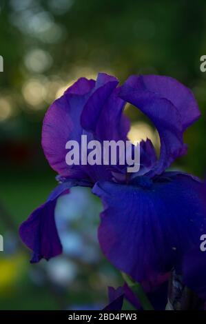 Deep Purple Iris Nahaufnahme Makro Aufnahme von Reproductive Parts Stamen Stockfoto