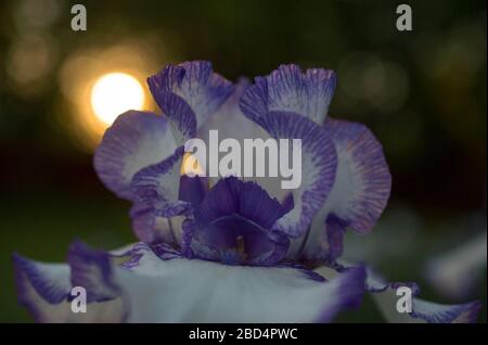 Iris Blume Pedale lila und weiß Nahaufnahme Makro in Home Frühling Sommer Garten hinterleuchtete Sonne direkt hinter horizontalen Postkarte Raum für Typ formatieren Stockfoto