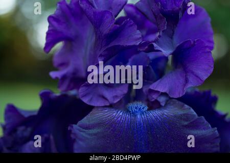 Deep Purple Iris Nahaufnahme Makro Aufnahme von Reproductive Parts Stamen Stockfoto