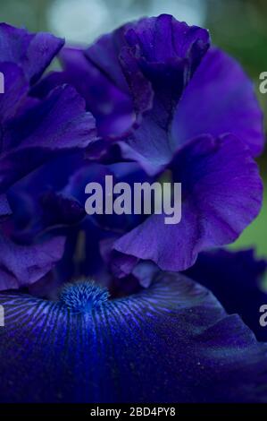 Deep Purple Iris Nahaufnahme Makro Aufnahme von Reproductive Parts Stamen Stockfoto