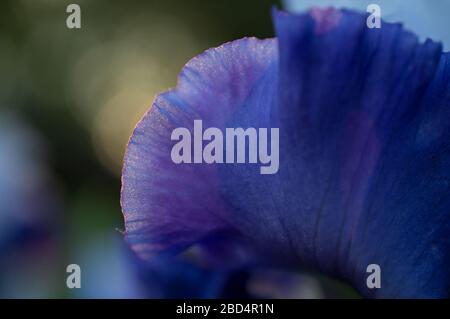 Iris Blume Pedale lila und weiß Nahaufnahme Makro in Startseite Frühling Sommergarten in voller Blüte hinterleuchtete Blumen Makro Detailreiche Fotografie mit faunischer Blende Stockfoto