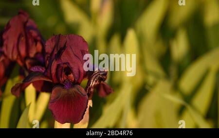 iris Blume in Blüte tief Burgund blüht früh im Frühjahr Home Garten Frühling Pflanze grüne Blätter im Hintergrund Saisonale Veränderung Wärmere Temperaturen Stockfoto