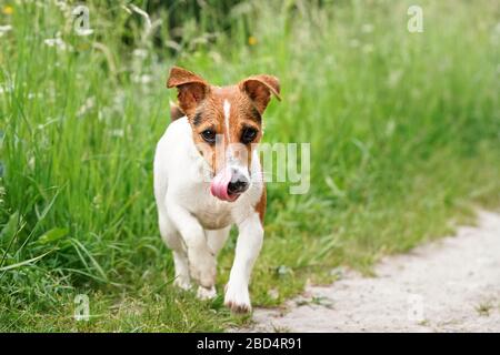 Kleiner Jack Russell Terrier, der auf der Landstraße mit Staugrund in Richtung Kamera läuft und die Nase mit der Zunge ableckt, grüner Grashintergrund Stockfoto