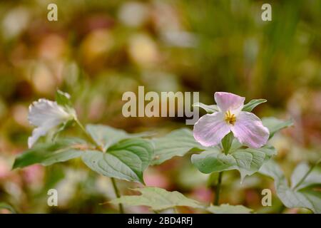 Rosa trillium Blume blüht im frühen Frühjahr in Wäldern horizontal Format weiße trillium Blume im Hintergrund mit grünen Blättern zeigt Frühjahrssaison Stockfoto