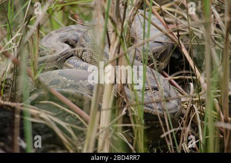 Netzpython ist eine Art von Python in Südostasien gefunden. Sie sind die längsten Schlangen und die längsten Reptilien der Welt, Stockfoto