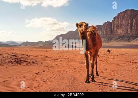 Zwei Kamele, ein großes Tier im Vordergrund, die auf orangefarbenem rotem Sand der Wüste Wadi Rum spazieren, Berghintergrund Stockfoto
