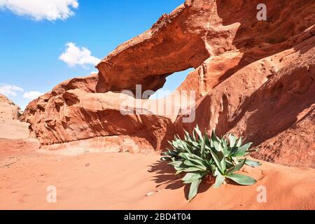 Wenig Bogen oder kleine Felsfensterbildung in der Wüste Wadi Rum, helle Sonne scheint auf rotem Staub und Felsen, Seeschlaufenpflanze Drimia maritima im Vordergrund Stockfoto