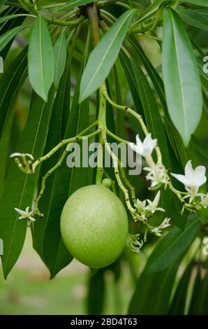 Cerbera odollam Gaertn ist ein Dicotyledones Angiosperm, und allgemein bekannt als der Selbstmordbaum, Pong-pong und Othalanga. Stockfoto