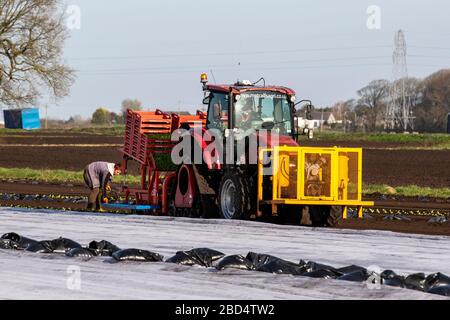 Tarleton, Lancashire; Wetter in Großbritannien, 7. April 2020. EU-Bürger Pflanzen Salat in wärmenden Böden auf. Die Salven werden mit einer satellitengeführten automatischen Pflanzmaschine gepflanzt, die von einem Raupentraktor CASE II farmall angetrieben wird. Die WANDERARBEITER ernähren die Automaten mit vollen Tabletts, die Sämestecker der Ernte enthalten, die dann mit Agrarvlies gegen jeden Nachtfrost abgedeckt werden, bis das Risiko abgelaufen ist. Kredit: MediaWorldImages/Alamy Live News Stockfoto