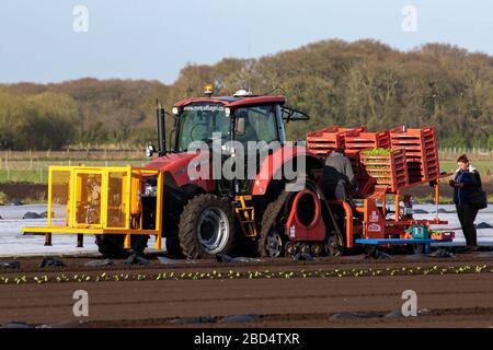 Tarleton, Lancashire; Wetter in Großbritannien, 7. April 2020. EU-Bürger Pflanzen Salat in wärmenden Böden auf. Die Salven werden mit einer satellitengeführten automatischen Pflanzmaschine gepflanzt, die von einem Raupentraktor CASE II farmall angetrieben wird. Die WANDERARBEITER ernähren die Automaten mit vollen Tabletts, die Sämestecker der Ernte enthalten, die dann mit Agrarvlies gegen jeden Nachtfrost abgedeckt werden, bis das Risiko abgelaufen ist. Kredit: MediaWorldImages/Alamy Live News Stockfoto