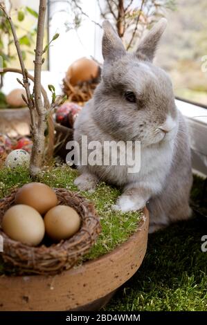 Eldagsen, Deutschland. April 2020. Kaninchenhorst bereitet sich auf Ostern vor. Eldagsen, 5. April 2020 - weltweite Nutzung Credit: Dpa/Alamy Live News Stockfoto