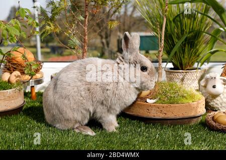 Eldagsen, Deutschland. April 2020. Kaninchenhorst bereitet sich auf Ostern vor. Eldagsen, 5. April 2020 - weltweite Nutzung Credit: Dpa/Alamy Live News Stockfoto