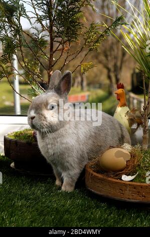 Eldagsen, Deutschland. April 2020. Kaninchenhorst bereitet sich auf Ostern vor. Eldagsen, 5. April 2020 - weltweite Nutzung Credit: Dpa/Alamy Live News Stockfoto