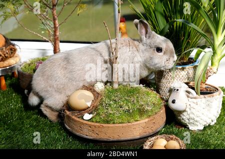 Eldagsen, Deutschland. April 2020. Kaninchenhorst bereitet sich auf Ostern vor. Eldagsen, 5. April 2020 - weltweite Nutzung Credit: Dpa/Alamy Live News Stockfoto