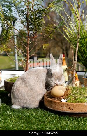 Eldagsen, Deutschland. April 2020. Kaninchenhorst bereitet sich auf Ostern vor. Eldagsen, 5. April 2020 - weltweite Nutzung Credit: Dpa/Alamy Live News Stockfoto