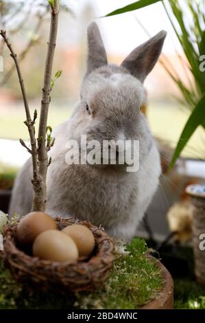 Eldagsen, Deutschland. April 2020. Kaninchenhorst bereitet sich auf Ostern vor. Eldagsen, 5. April 2020 - weltweite Nutzung Credit: Dpa/Alamy Live News Stockfoto