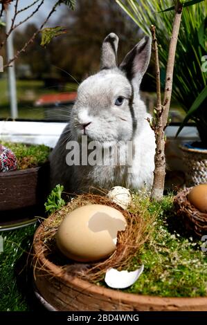 Eldagsen, Deutschland. April 2020. Kaninchenhorst bereitet sich auf Ostern vor. Eldagsen, 5. April 2020 - weltweite Nutzung Credit: Dpa/Alamy Live News Stockfoto