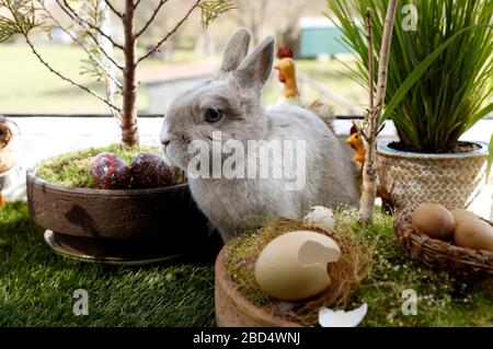 Eldagsen, Deutschland. April 2020. Kaninchenhorst bereitet sich auf Ostern vor. Eldagsen, 5. April 2020 - weltweite Nutzung Credit: Dpa/Alamy Live News Stockfoto